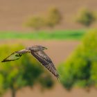 Bussard ( Buteo Buteo)..