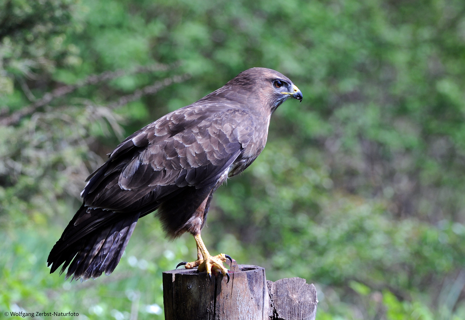 --- Bussard ---  ( Buteo buteo )