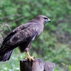 --- Bussard ---  ( Buteo buteo )