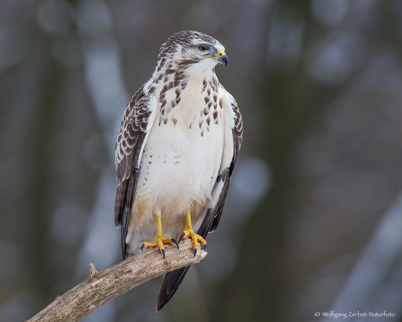   - Bussard -  ( Buteo buteo )