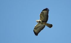 Bussard (Buteo buteo)