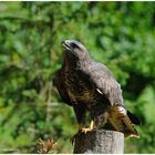 --- Bussard --- ( Buteo buteo)