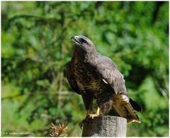 --- Bussard --- ( Buteo buteo)