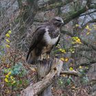 --- Bussard --- ( Buteo buteo )