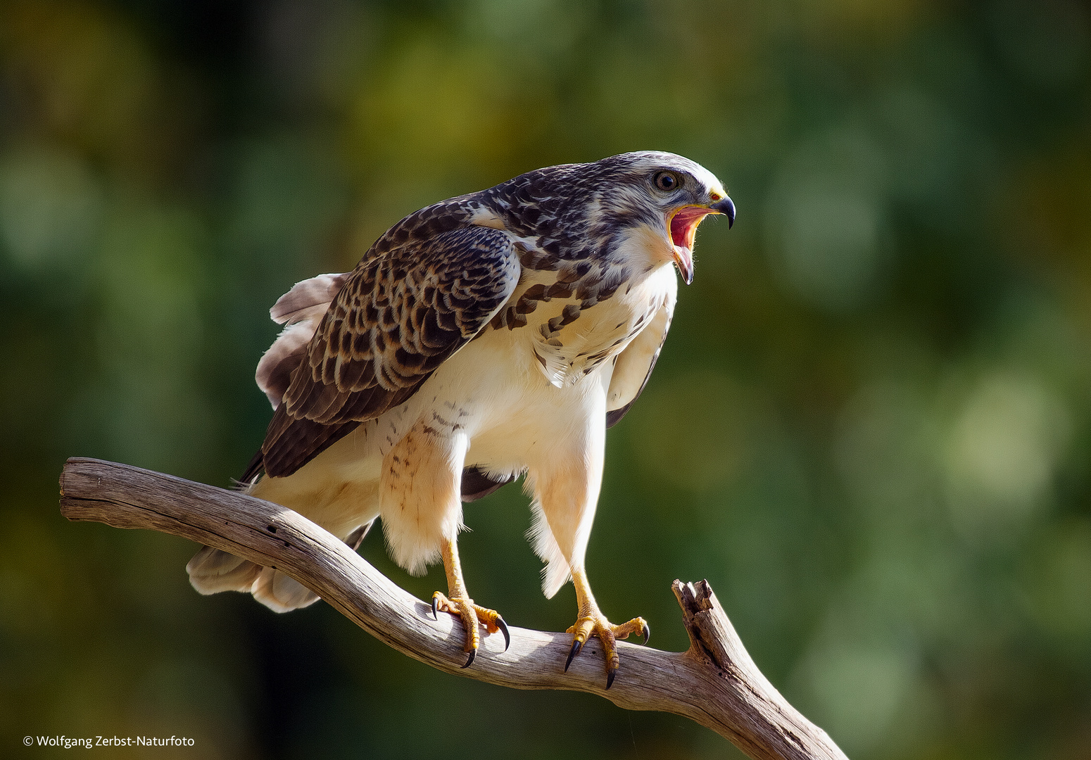 ". Bussard  "   ( Buteo buteo )