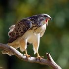 ". Bussard  "   ( Buteo buteo )