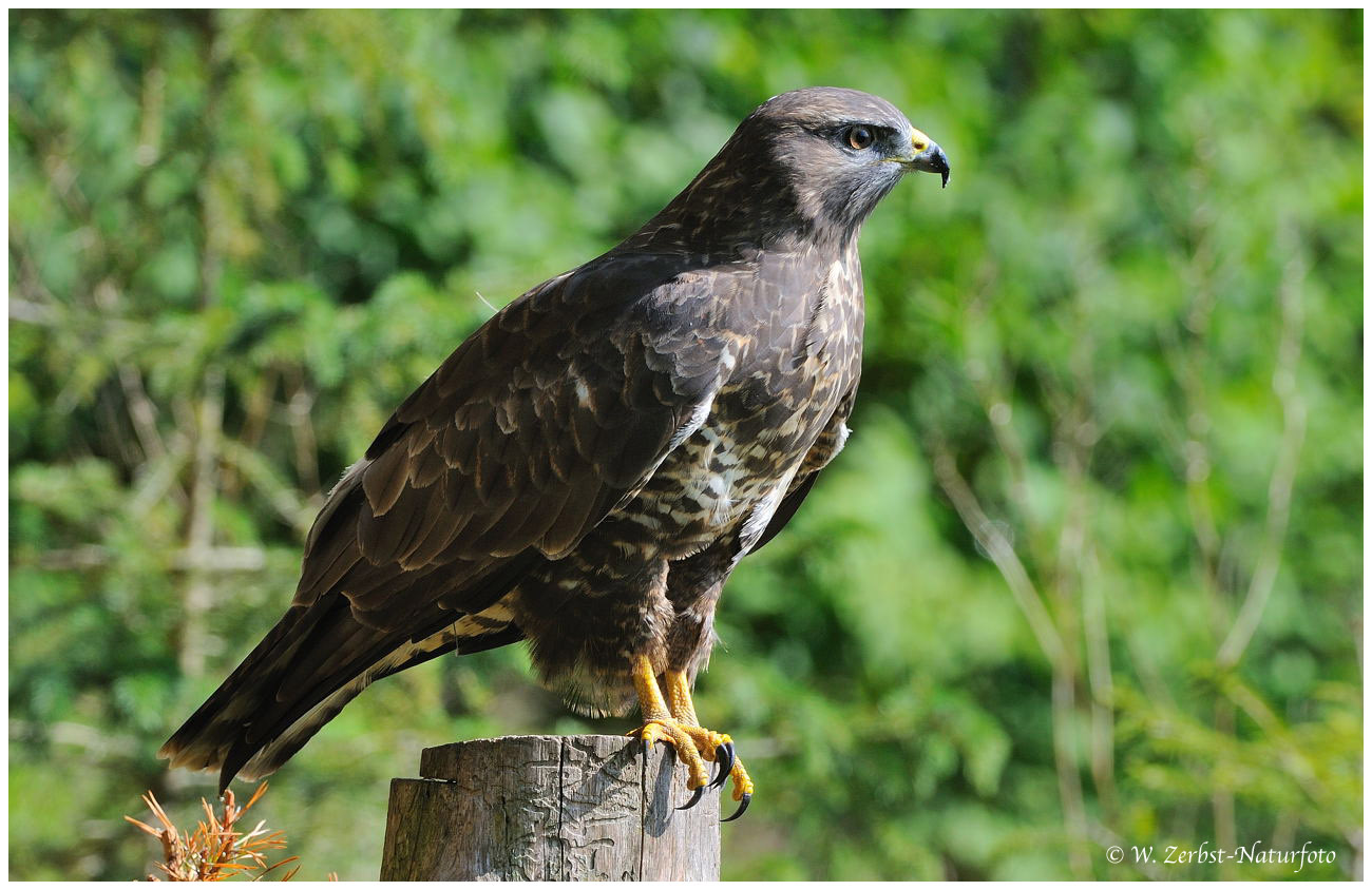 --- Bussard --- ( Buteo buteo )