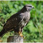 --- Bussard --- ( Buteo buteo )