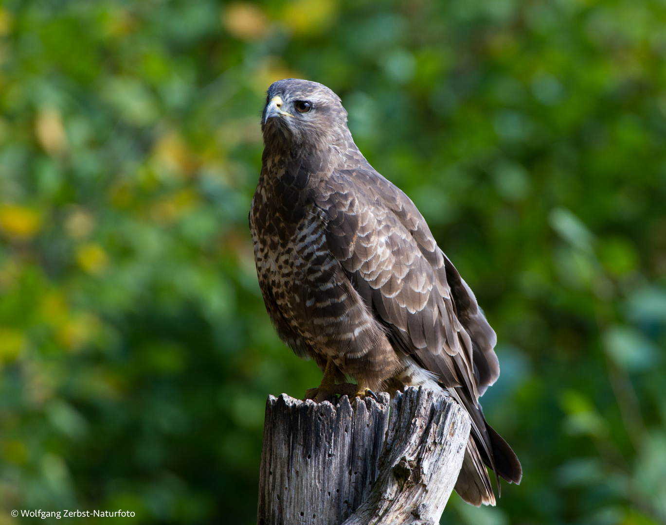 --- Bussard ---   ( Buteo buteo )