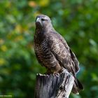 --- Bussard ---   ( Buteo buteo )