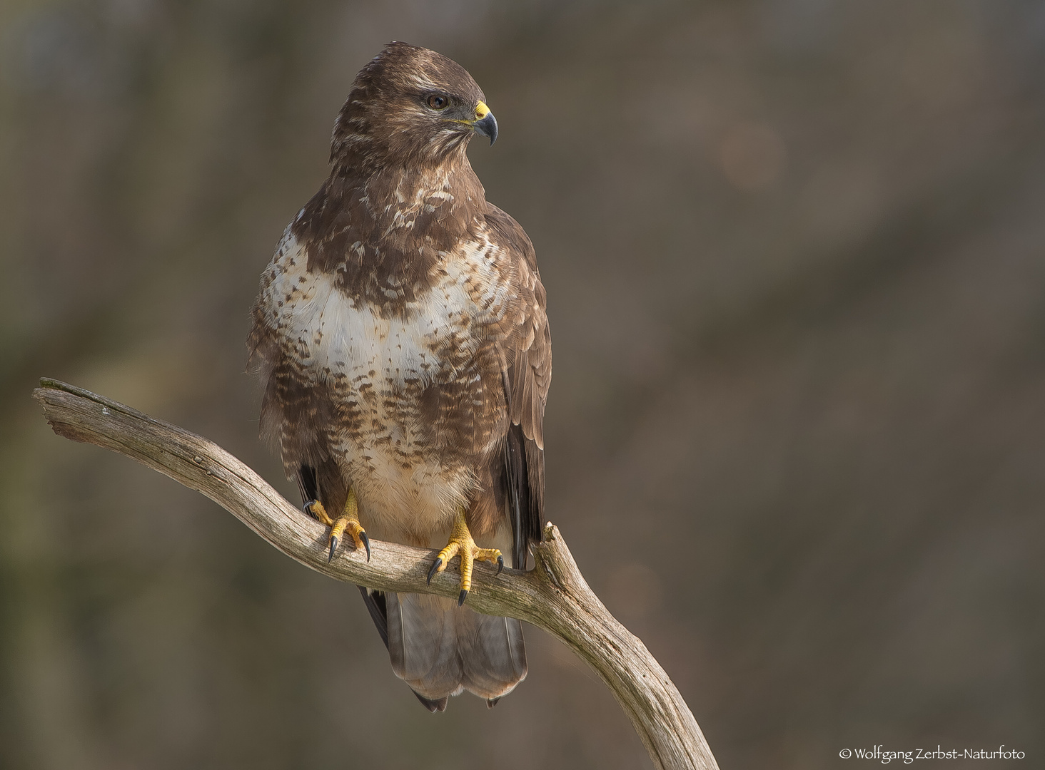 " Bussard "  ( Buteo buteo )