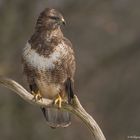 " Bussard "  ( Buteo buteo )