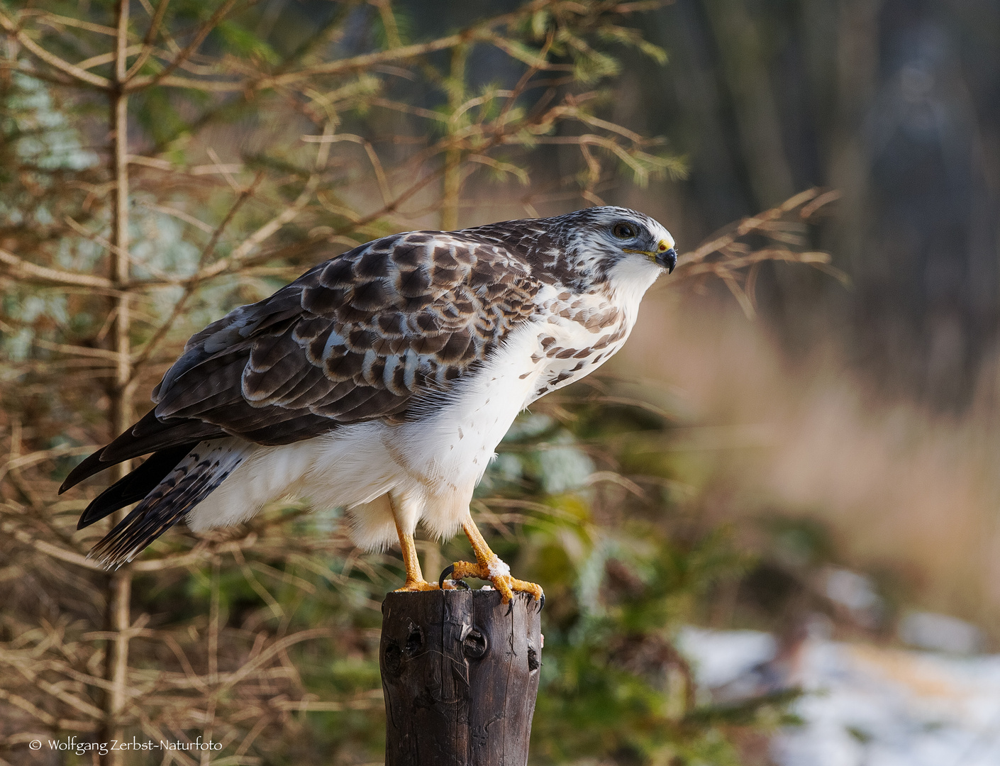  - Bussard -   ( Buteo buteo )