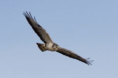 Bussard ( Buteo buteo)