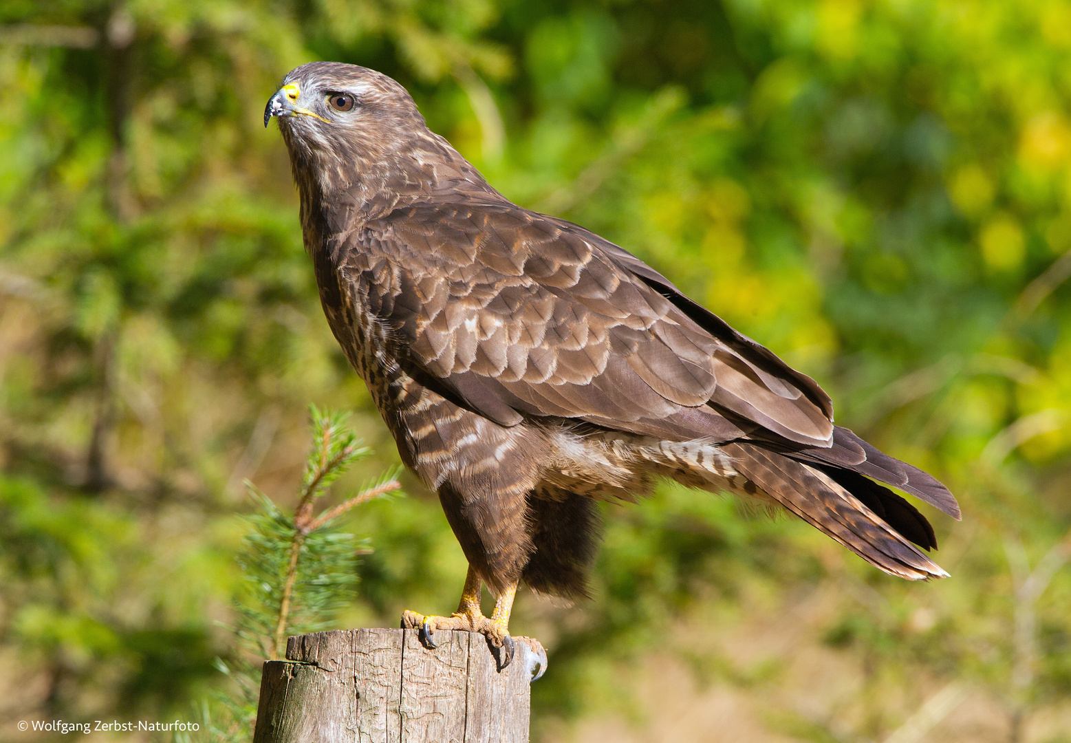 --- Bussard ---   ( Buteo buteo )