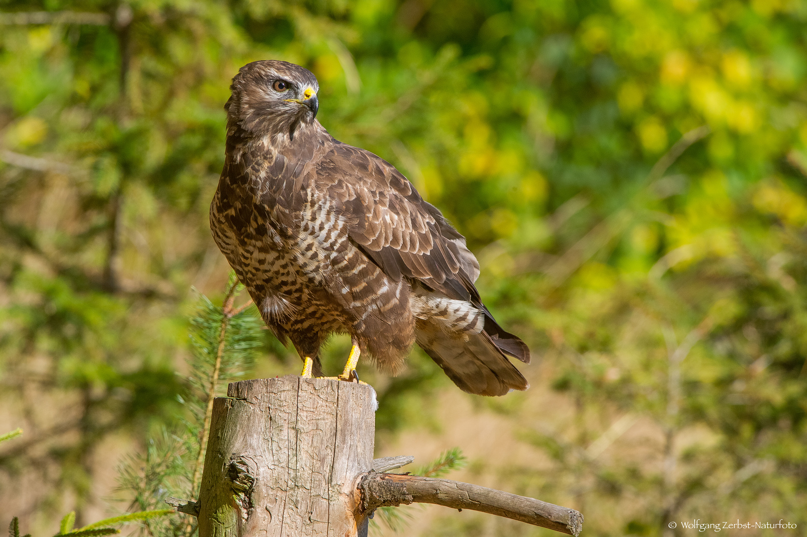  -  BUSSARD -      ( Buteo buteo )