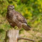  -  BUSSARD -      ( Buteo buteo )