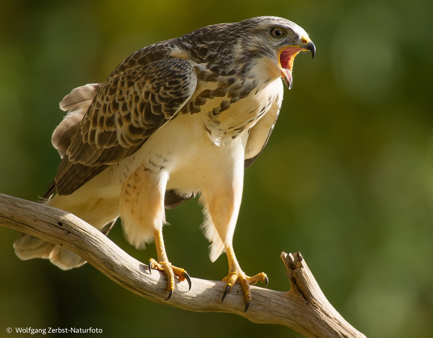 - Bussard - ( Buteo buteo )