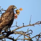 Bussard (buteo buteo)