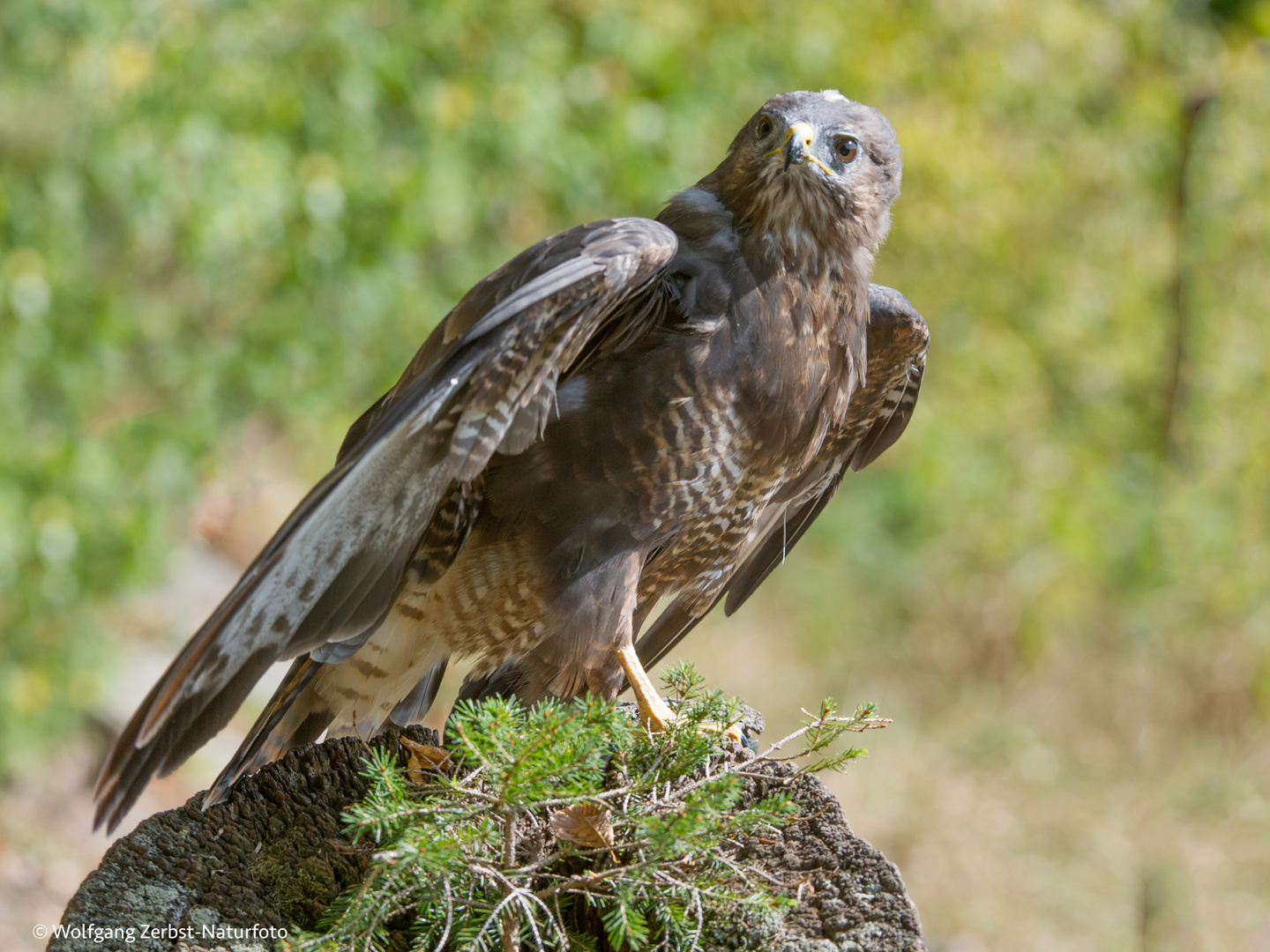 -- Bussard -- ( Buteo buteo )