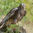 -- Bussard -- ( Buteo buteo )