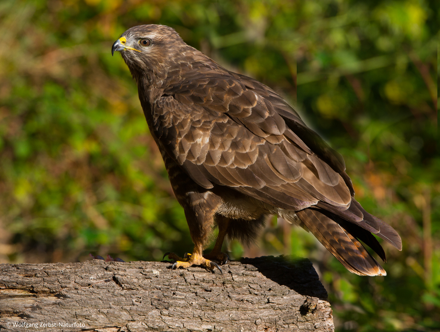 -- Bussard --   ( Buteo buteo )