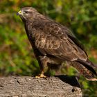 -- Bussard --   ( Buteo buteo )