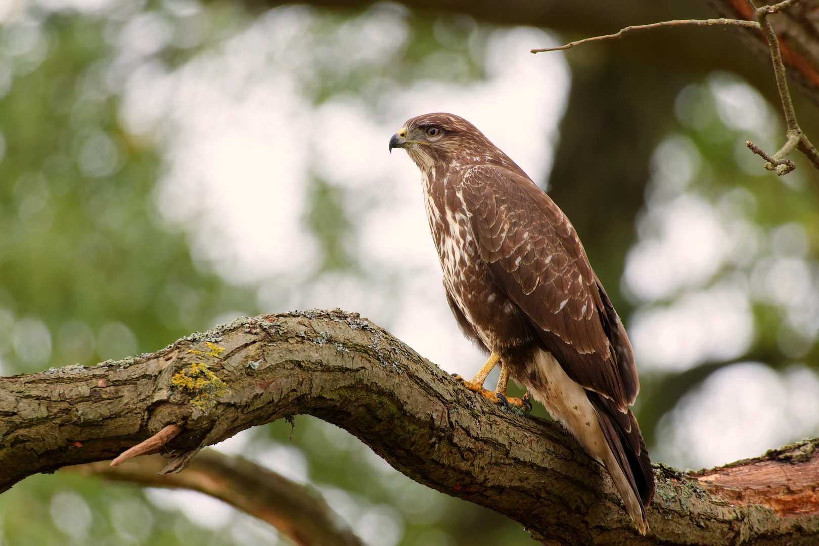 Bussard , Buteo buteo