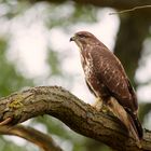 Bussard , Buteo buteo