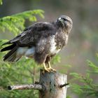  - BUSSARD -  ( Buteo buteo )