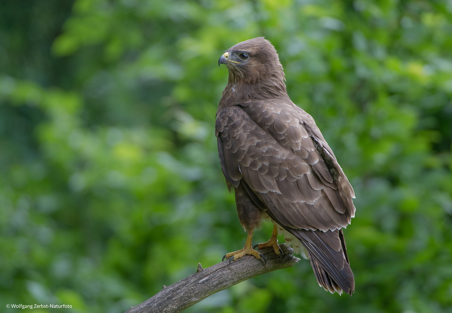 -- Bussard -- ( Buteo buteo )