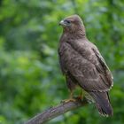 -- Bussard -- ( Buteo buteo )