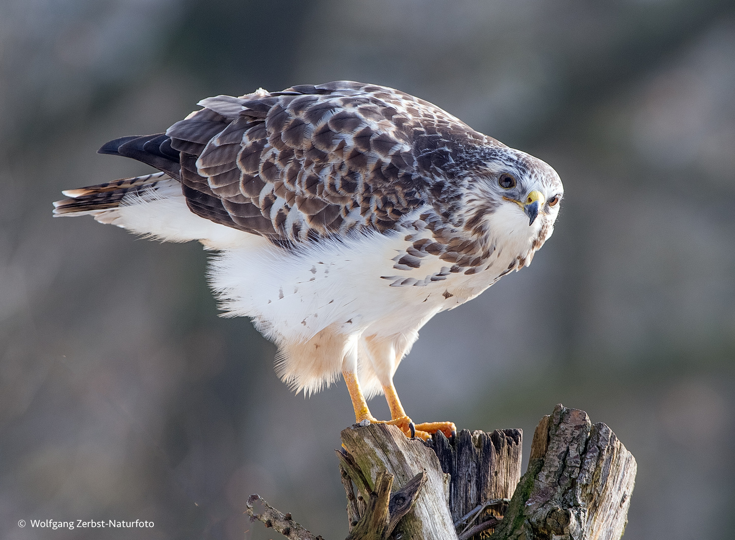 - BUSSARD -  ( Buteo buteo )