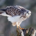 - BUSSARD -  ( Buteo buteo )