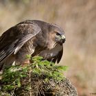 --. Bussard --- (  Buteo buteo )