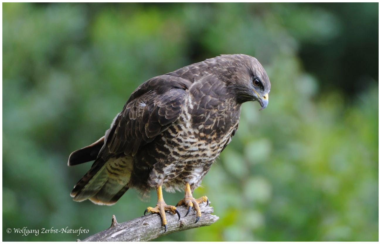 --- Bussard --- ( Buteo buteo )