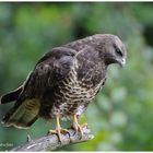 --- Bussard --- ( Buteo buteo )