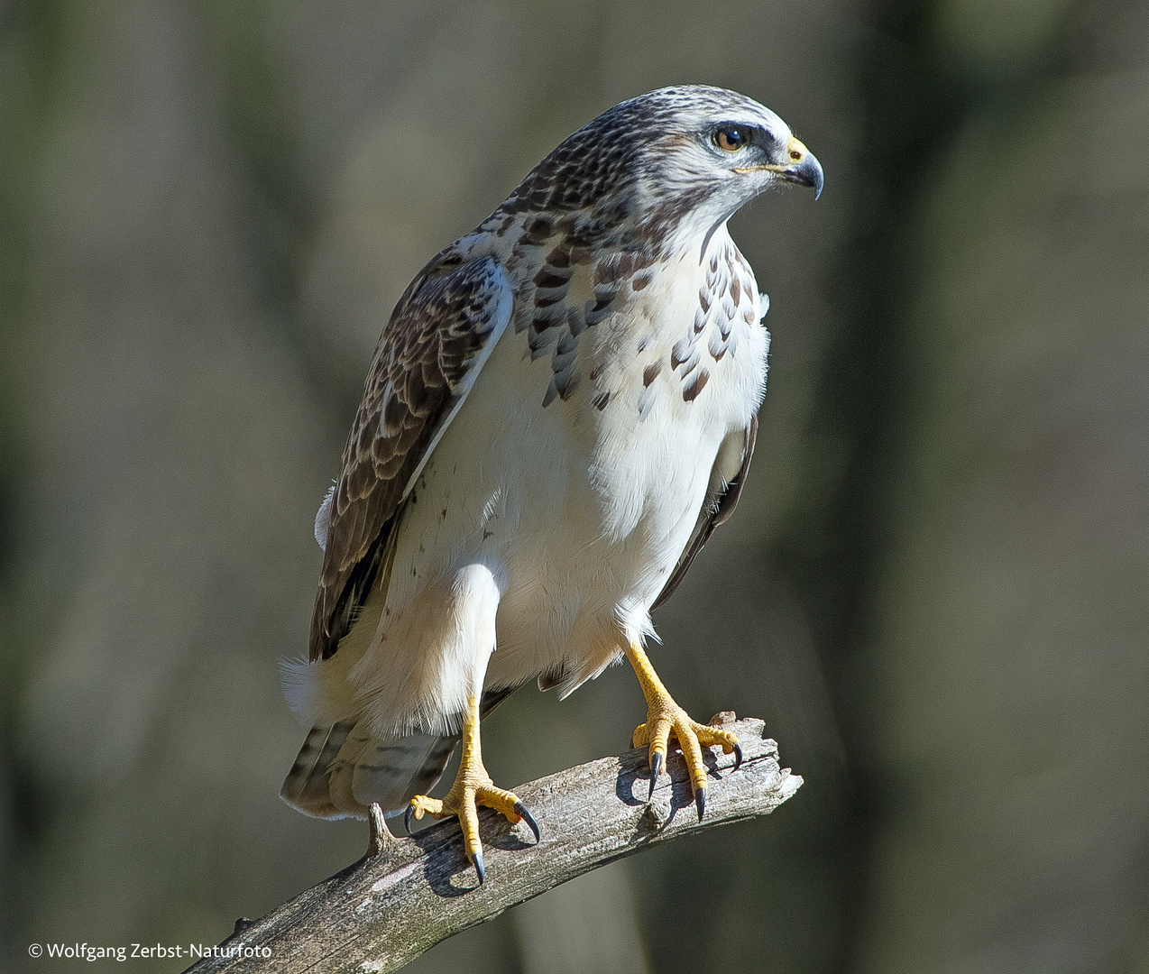 -- Bussard  --  ( Buteo buteo )