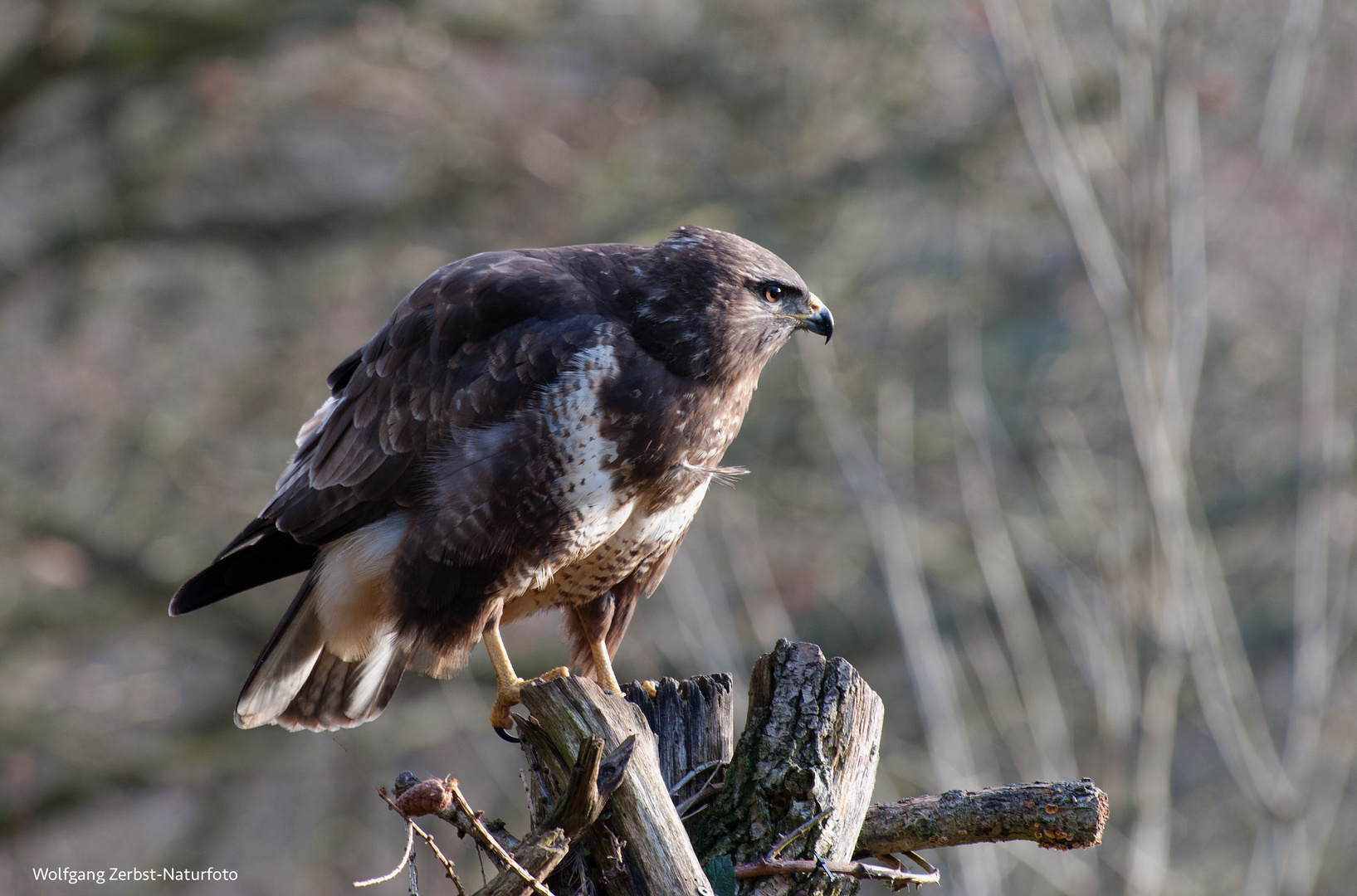  - -  BUSSARD  -   ( Buteo buteo )