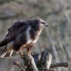  - -  BUSSARD  -   ( Buteo buteo )