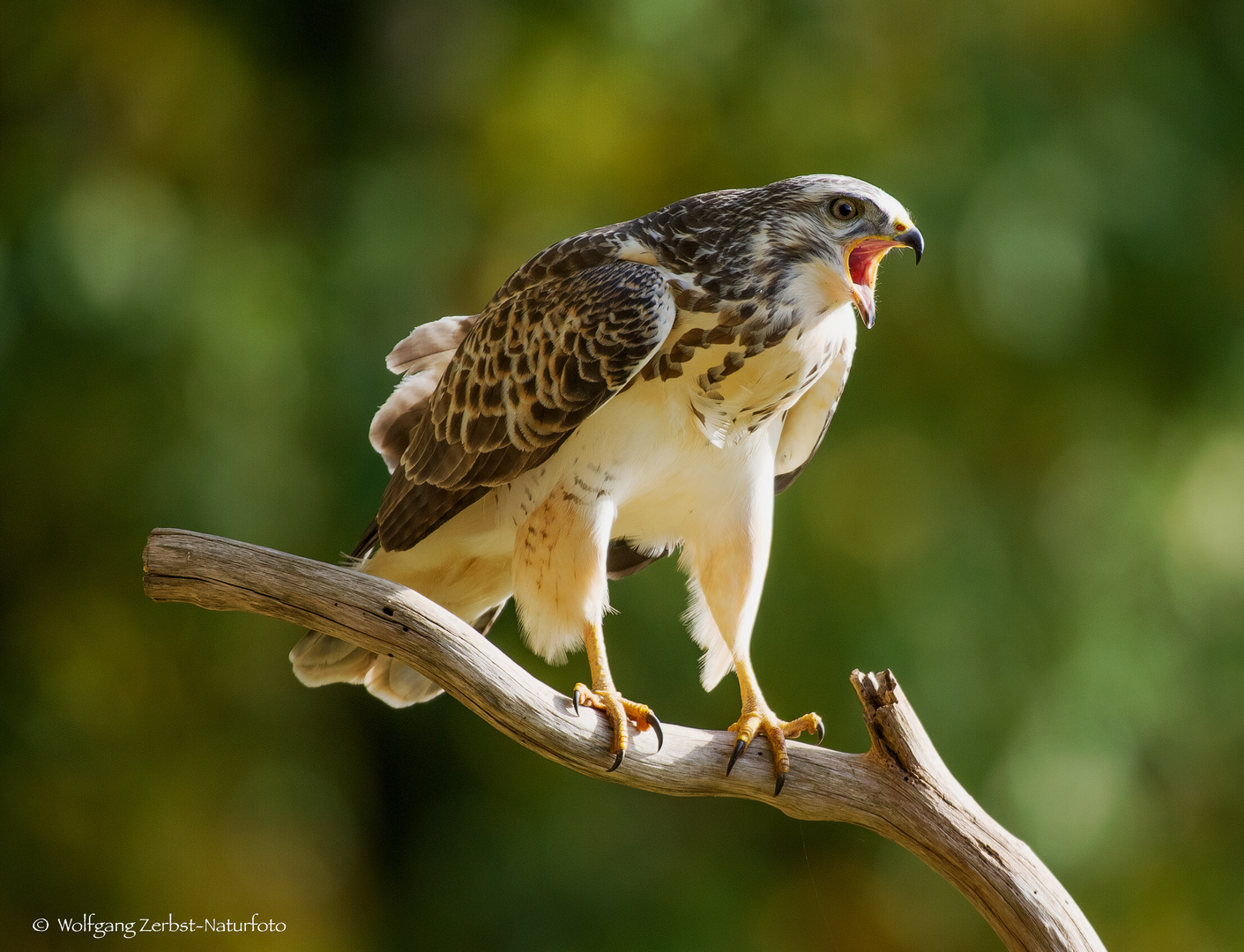  - BUSSARD -    ( Buteo buteo )