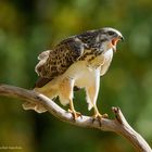  - BUSSARD -    ( Buteo buteo )