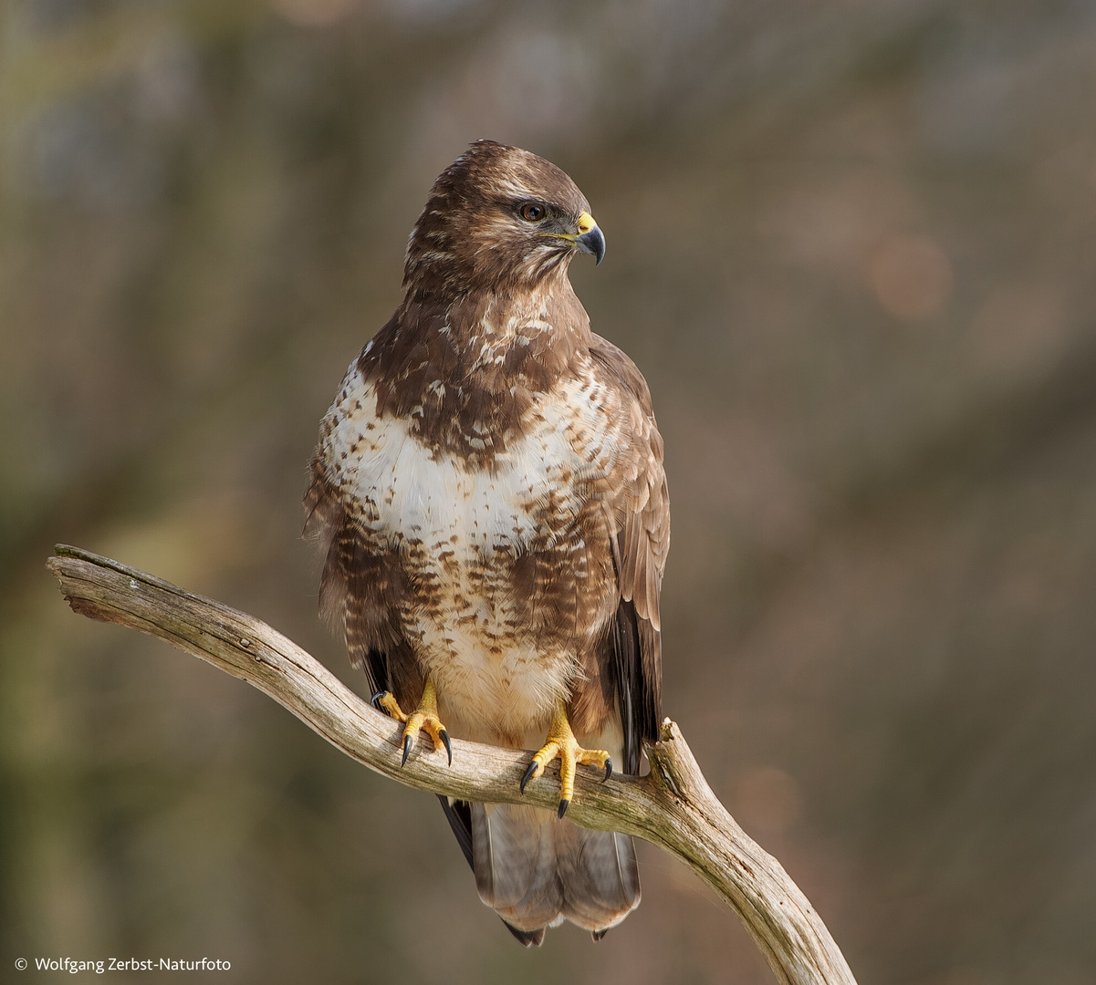  - BUSSARD -  { Buteo buteo )