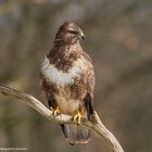  - BUSSARD -  { Buteo buteo )