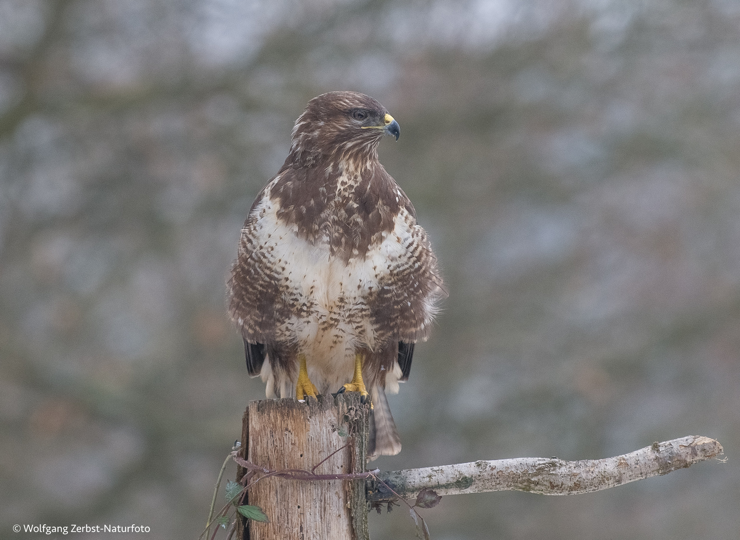 Bussard   ( Buteo buteo )