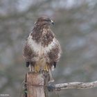 Bussard   ( Buteo buteo )