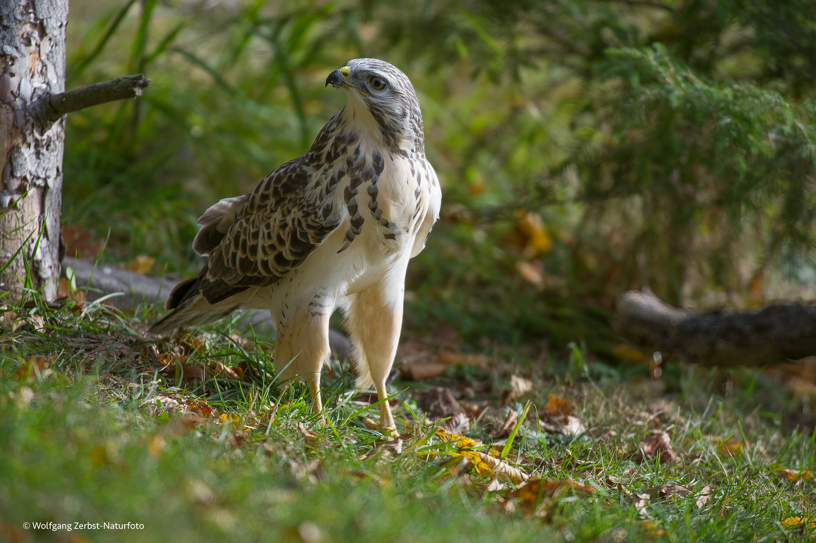 "  Bussard  " . ( Buteo buteo )