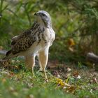 "  Bussard  " . ( Buteo buteo )