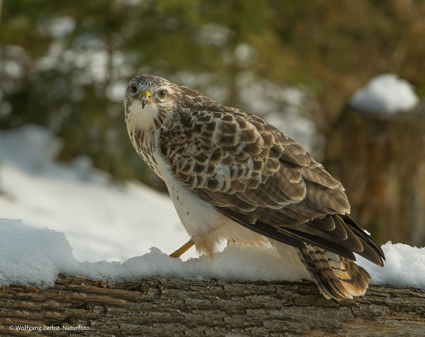 ". Bussard. "     ( Buteo buteo )