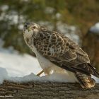 ". Bussard. "     ( Buteo buteo )